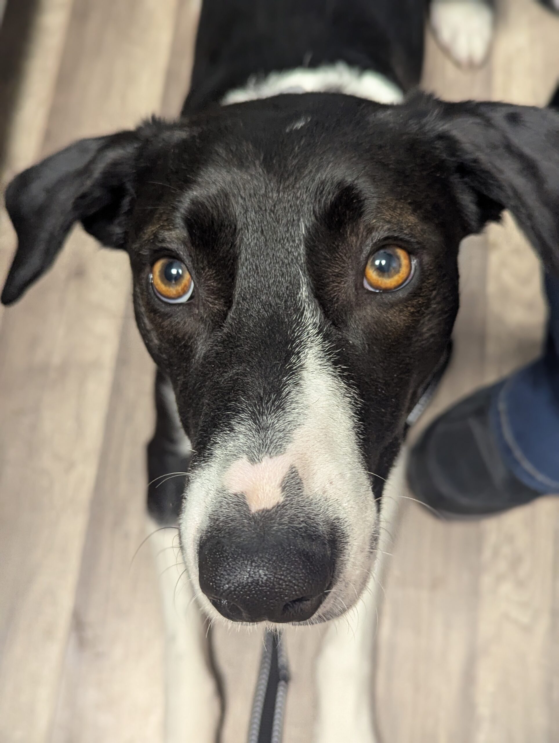 Black and white dog head